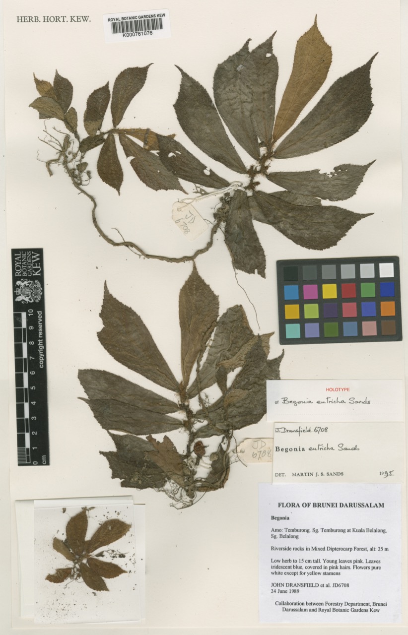 B. eutricha